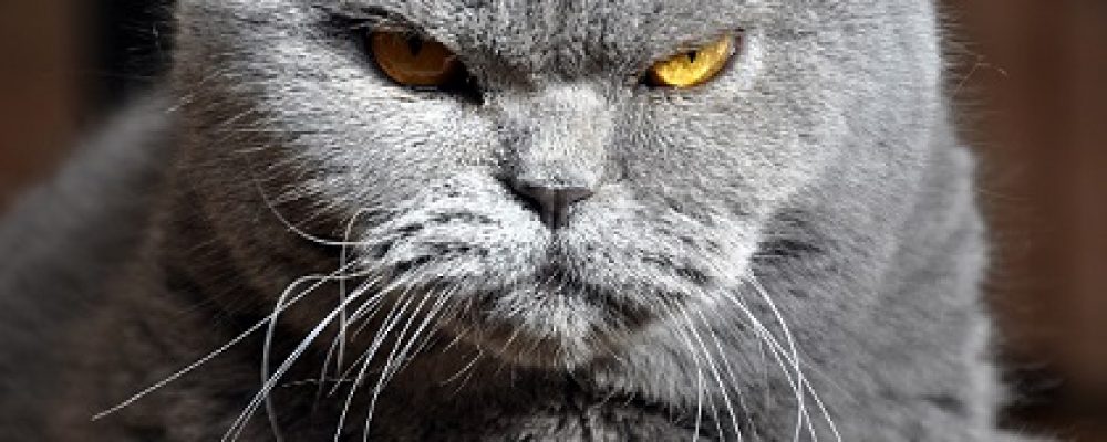 ما هو حل “العدوان عند القطط”
