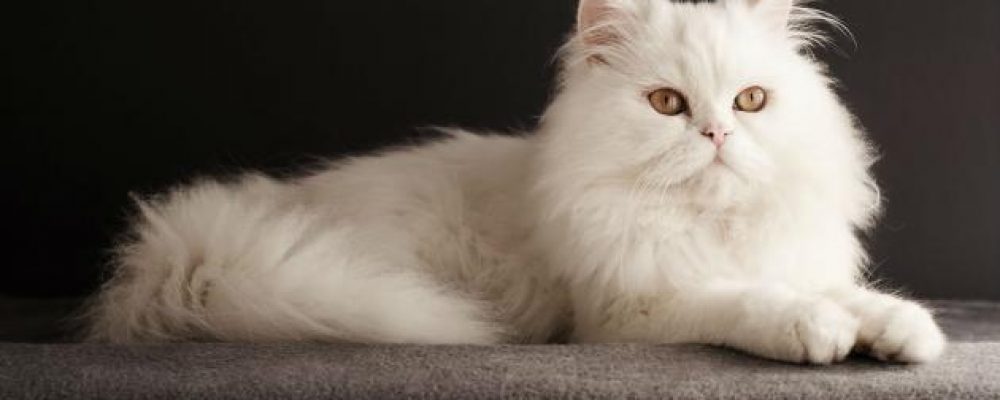ما هو الزهم عند القطط الفارسية ؟