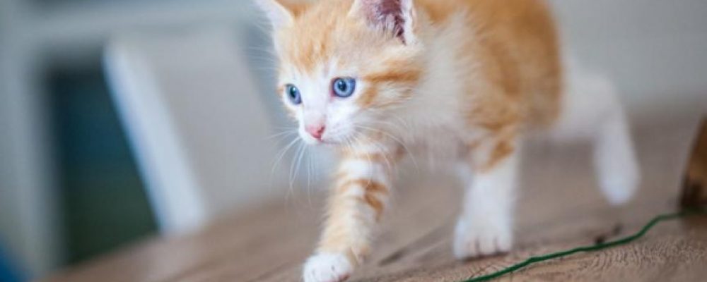 مقال شامل حول الاسهال عند القطط