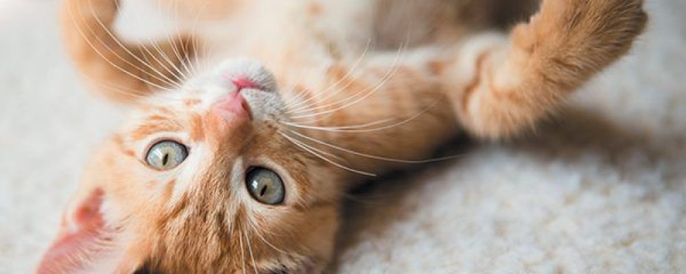 علاج الخراج عند القطط