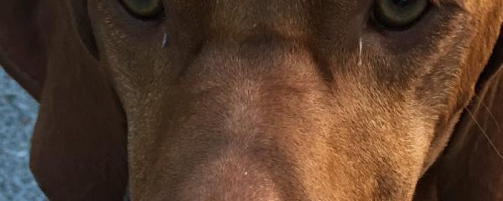 علاج ضيق فتحات الانف عند الكلاب
