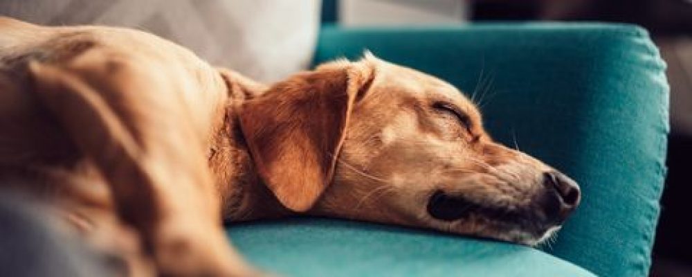 ما هو مرض وايتمور عند الكلاب ؟
