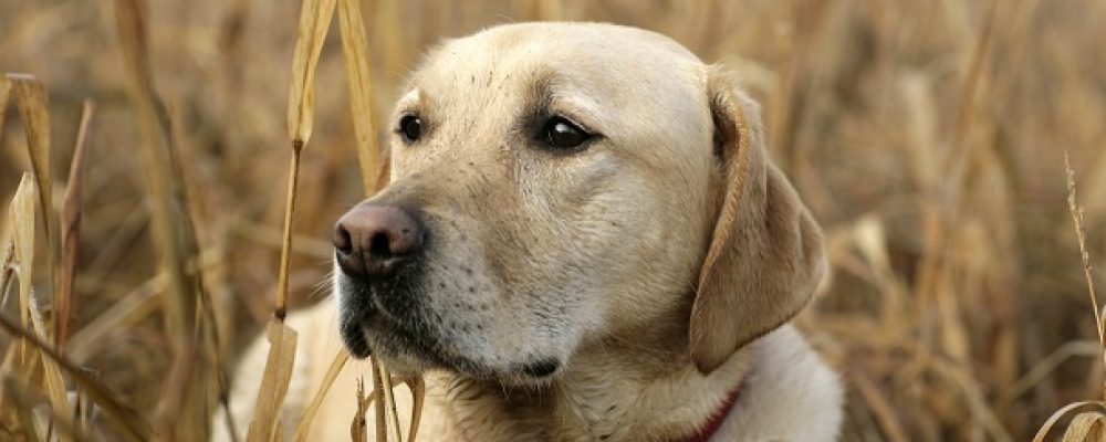 التهاب ونتوءات المثانة عند الكلاب