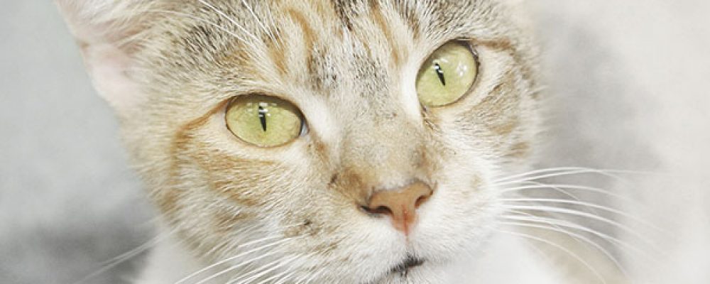 8 خطوات لتسهيل علاج عدوى الاذن عند القطط
