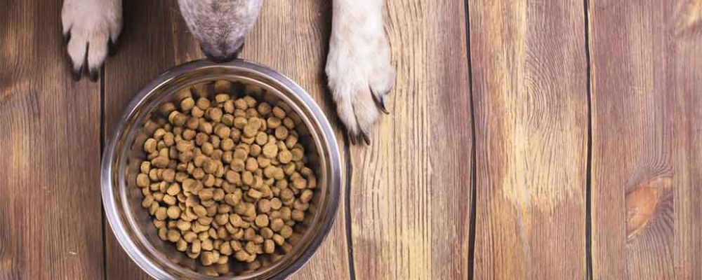 ما هى اعراض حساسية الصويا عند الكلاب ؟