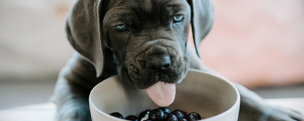 ما هو ناسور الفم والانف عند الكلاب ؟