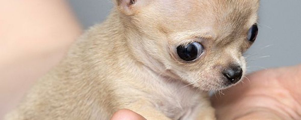 ما هى عدوى دودة العين عند الكلاب ؟