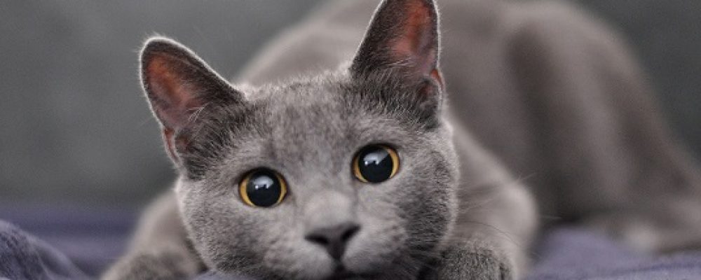 اعراض اضطرابات اكياس الشرج عند القطط