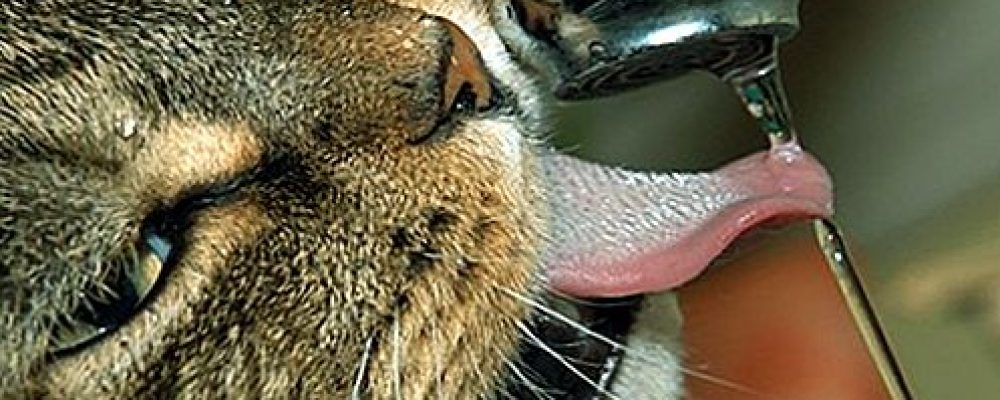 العطش الدائم عند القطط واسبابه