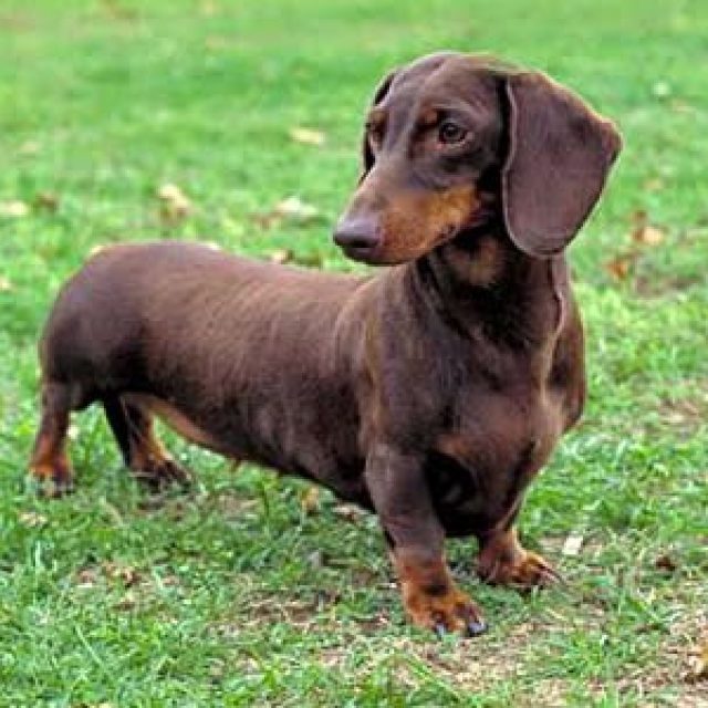 هل سمعت عن بدائل انزيمات البنكرياس فى الكلاب من قبل ؟