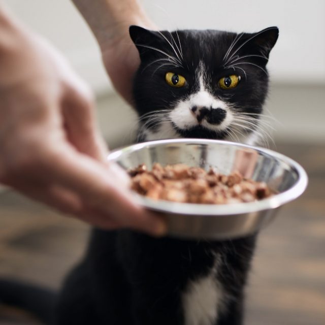 مخاطر التسمم بالرصاص عند القطط