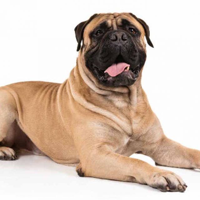 معلومات عن كلاب بول ماستيف