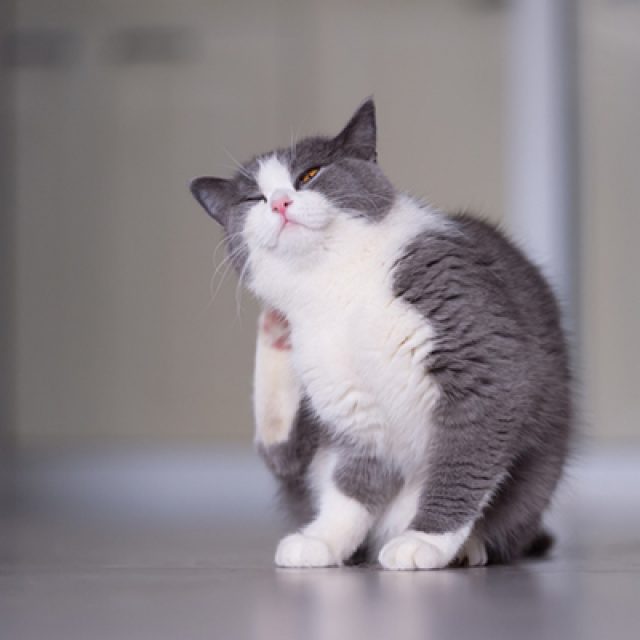 الحكة عند القطط.. هل هى مشكلة مرضية ؟