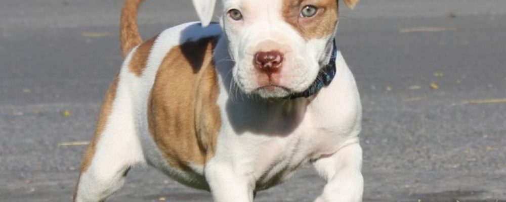 استئصال الاضلاع عند الكلاب بالتفاصيل