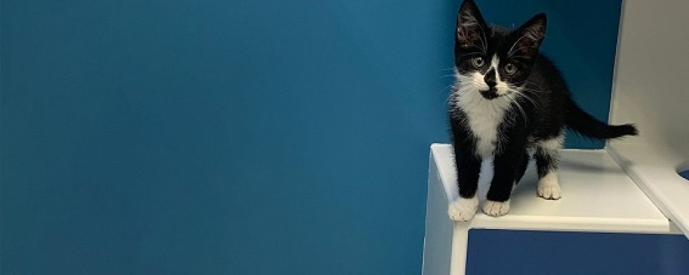 الاستفادة من تحليل البراز عند القطط