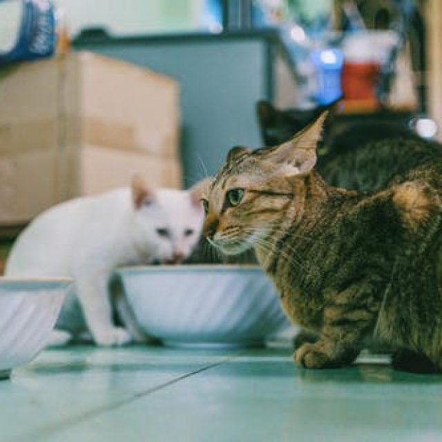 انزلاق الغضروف عند القطط “افضل طرق علاجه”