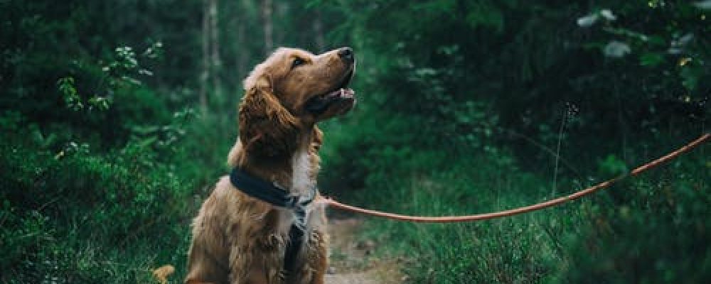 معلومات شاملة عن اصابة الكلاب بمرض السكر