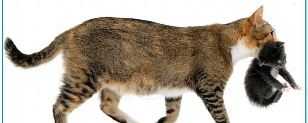 لماذا تغير القطط مكان اولادها .. 3 أسباب لم تسمع عنها من قبل