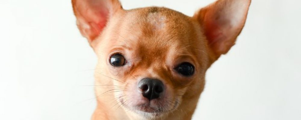 ما هي فائدة شوارب الكلاب ووظيفتها ؟