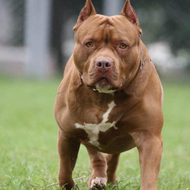 جراحة الحالب عند الكلاب “الاجراءات والدوافع”