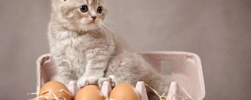 7 أطعمة لا يجب أن تقدمها لقطك أبدًا