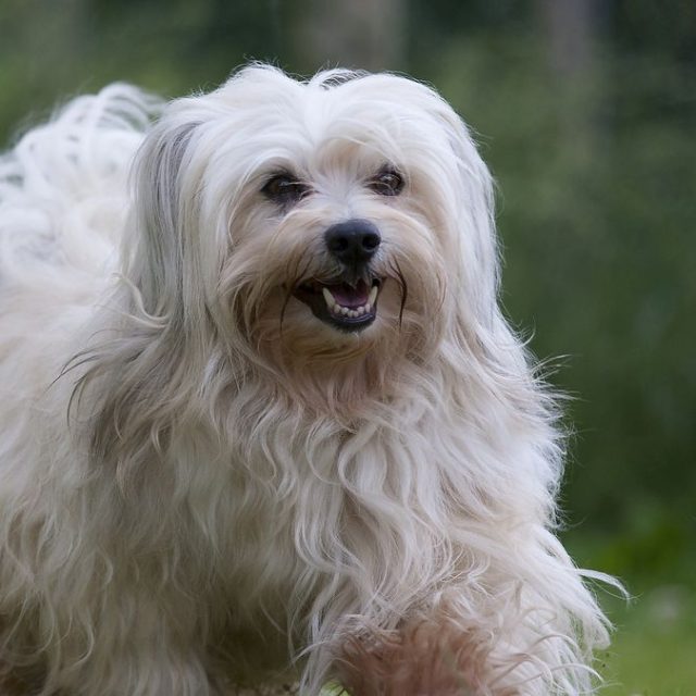 تراكم الهواء فى الصدر عند الكلاب