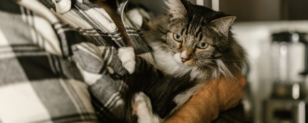 الاعتناء بالقطط البالغة “معلومات شاملة”