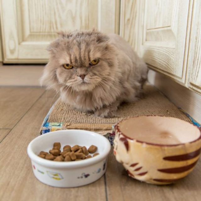 قطتي لا تشرب الماء .. 5 نصائح لعلاج مشكلة شرب الماء في القطط