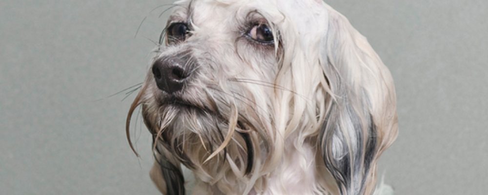 7 اخطاء تقع فيها اثناء استحمام الحيوانات الأليفة