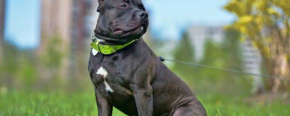 كلب امريكان بولي : المواصفات والأنواع بالتفصيل