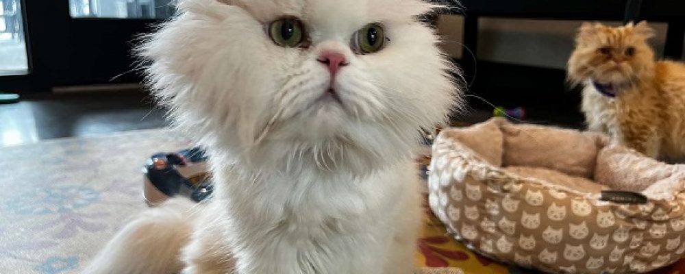 كيف تتعامل مع الصرع عند القطط ؟