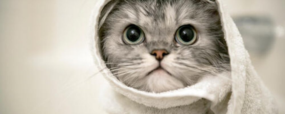 الاستحمام عند القطط