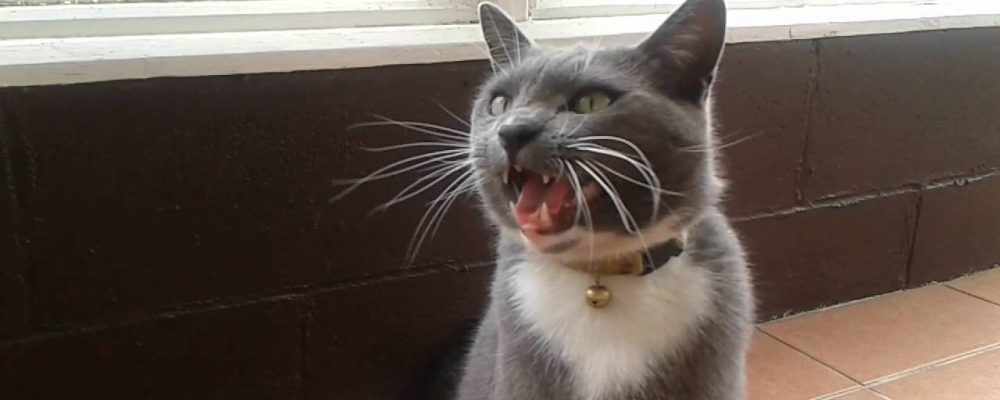 أشهر أسباب مواء القطط المتكرر