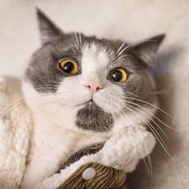 مخاطر ارتداء القطط للسترة