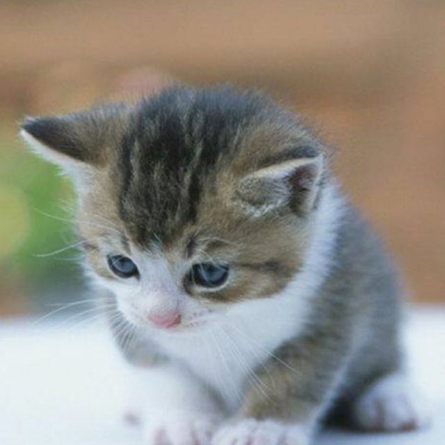 بتر اصابع القطط “مقال شامل”