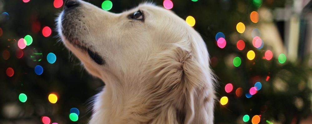 عملية ازالة العقد الليمفاوية عند الكلاب ومدى فعاليتها