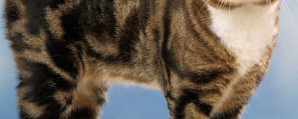 سلالة بوبتيل اليابانية فى القطط