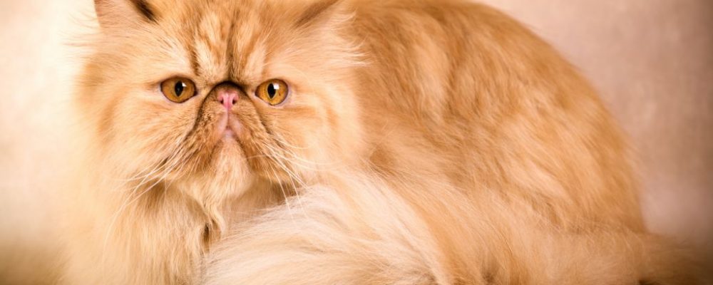 كل شئ عن القطط الشيرازى (قطط بيرشن)