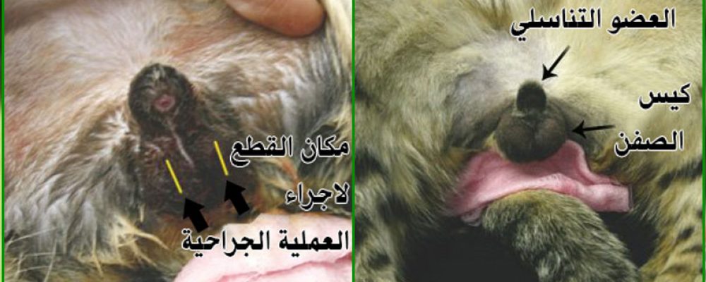 خطوات عملية تعقيم القطط الذكور بالصور