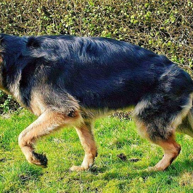 7 نصائح تساعد في تنعيم شعر الكلاب