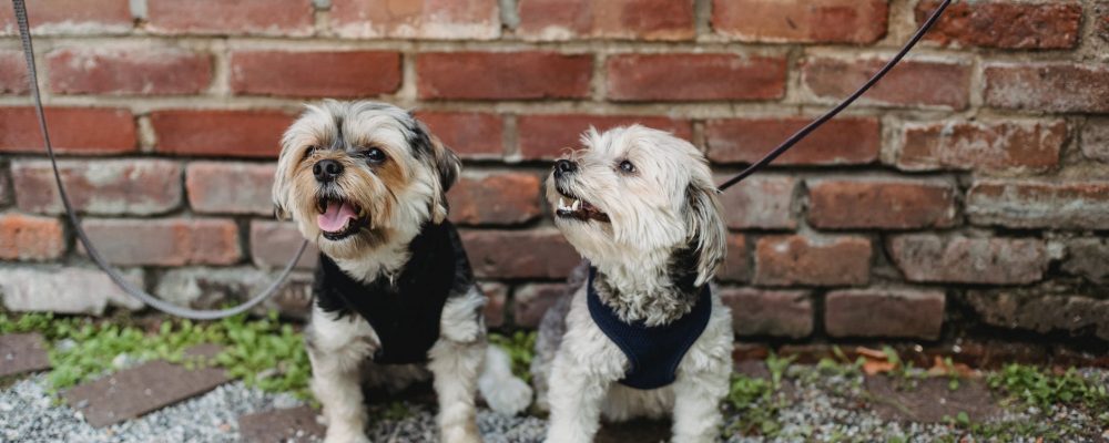 فوائد فيتامين أ للكلاب