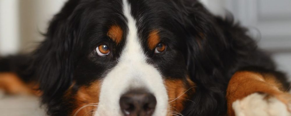 استخدام الموجات فوق الصوتية للعناية بأسنان الكلاب