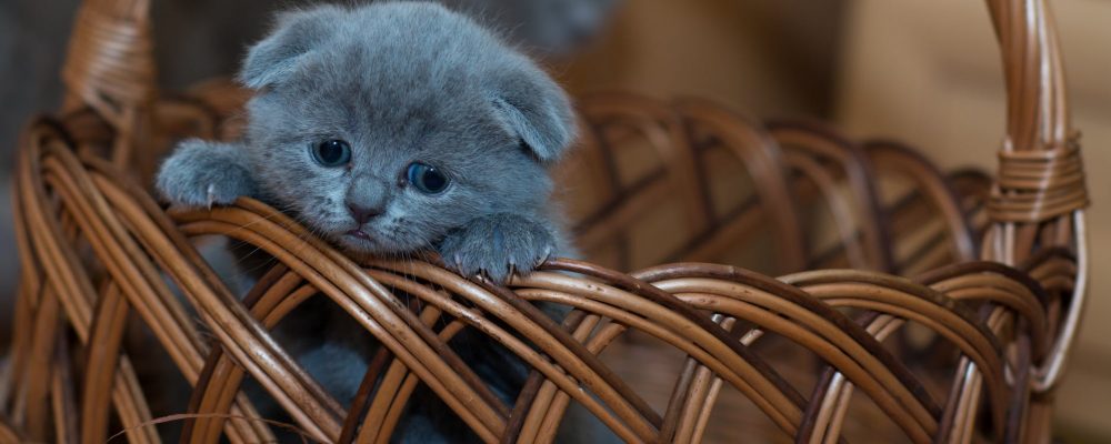 ما هى عدوى الرئة الفطرية عند القطط ؟