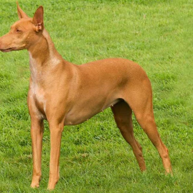 هل تؤمن بالعلاج الطبيعى للفشل الكلوى عند الكلاب ؟