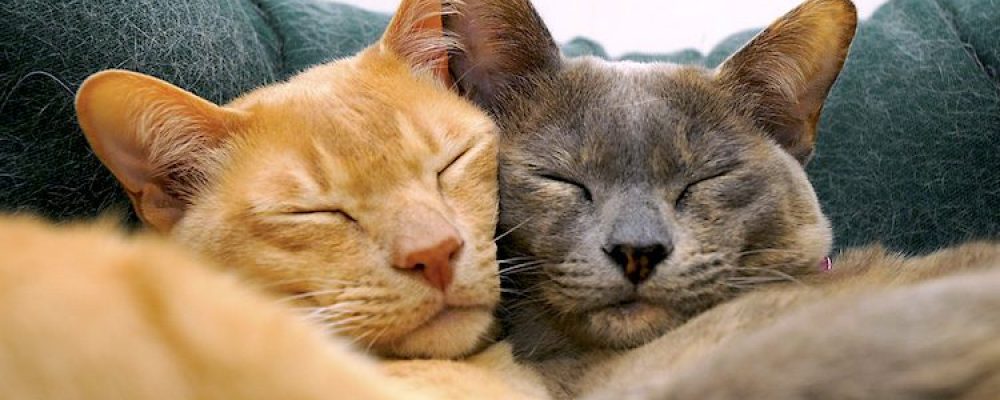 عدم القدرة على بروز وسحب القضيب عند القطط “الشبم”