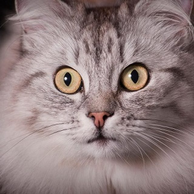 التسمم بأول اكسيد الكربون عند القطط