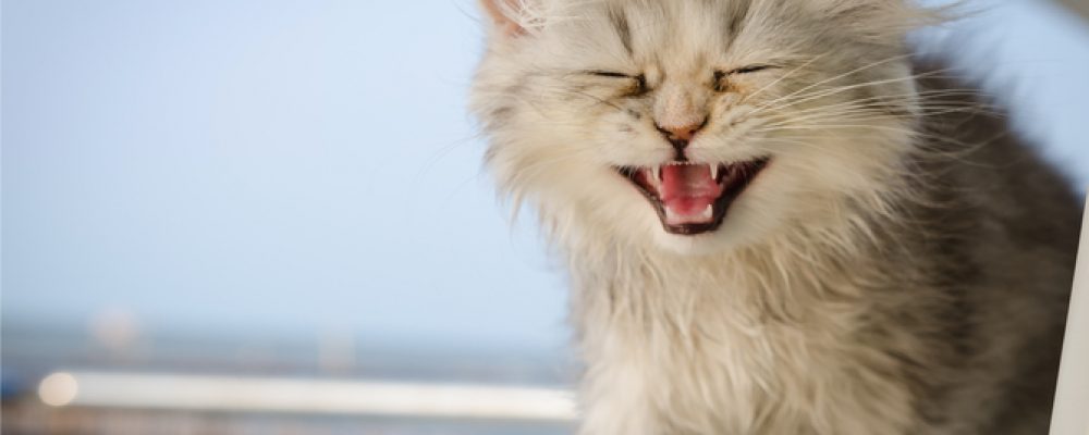 أسباب بكاء القطط الصغيرة : 5 أسباب أحدها خطير جدا