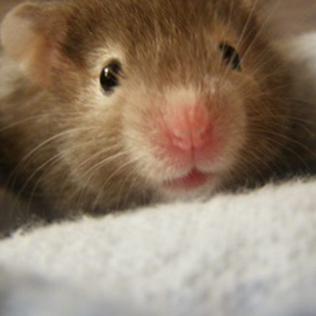 علامات الحمل في الهامستر