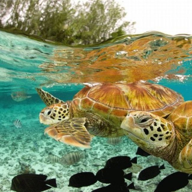 حياة السلاحف في الصيف بالتفصيل