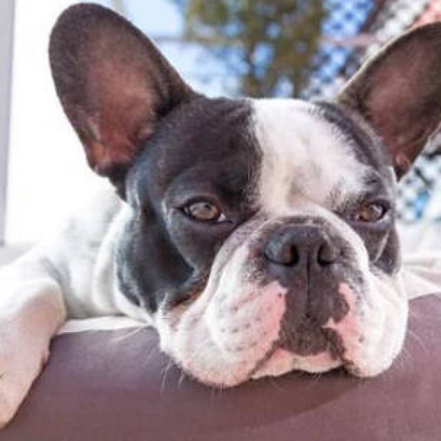 الحساسية الموسمية عند الكلاب وطرق علاجها